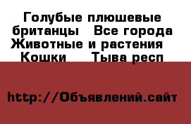 Голубые плюшевые британцы - Все города Животные и растения » Кошки   . Тыва респ.